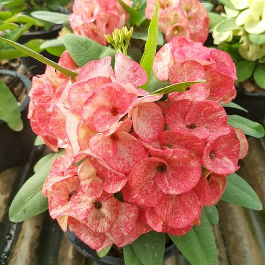 Euphorbia Milii PRAKAI DAO