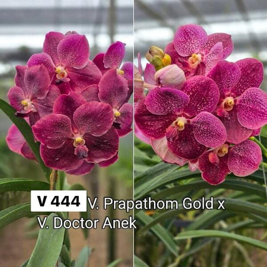 Vanda orchid V PRAPATHOM GOLD X DR ANEK #444