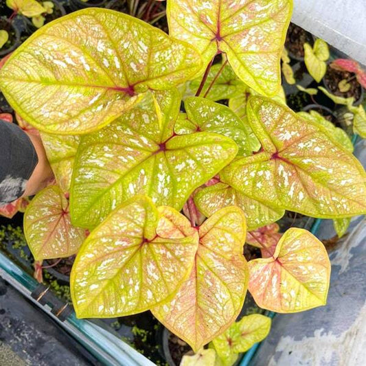 Caladium PRETTY