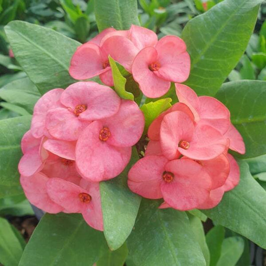Euphorbia Milii PREW PANNARAI