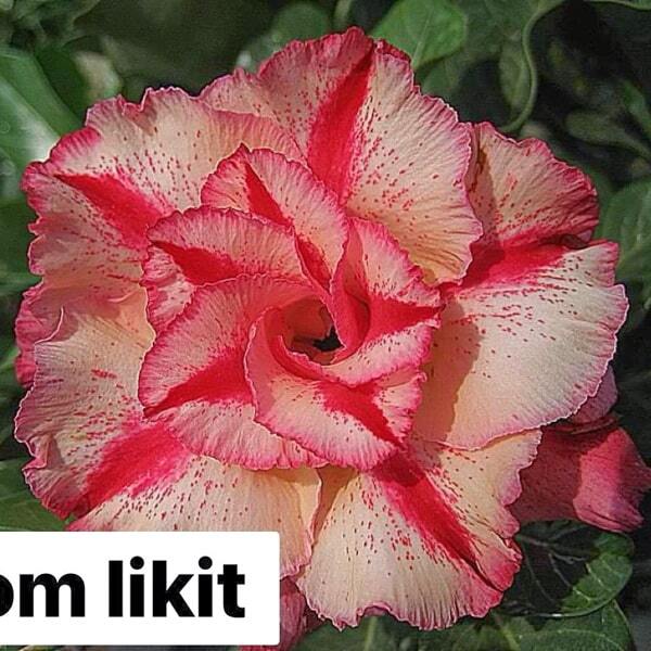 Adenium obesum PROM LIKIT