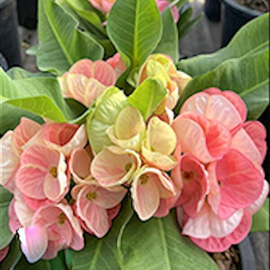 Euphorbia Milii PROM RAK
