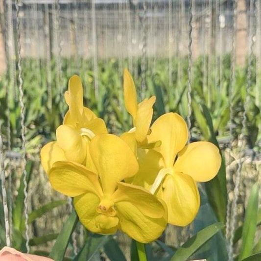 Vanda orchid V PURE YELLOW #45