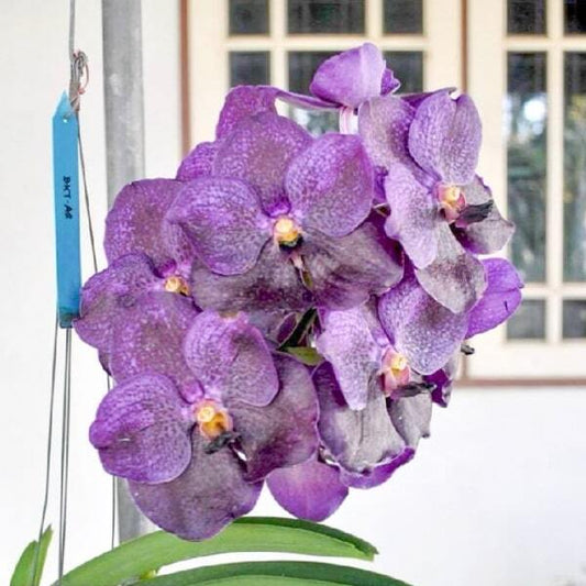 Vanda orchid V PUREWAX BLUE #99