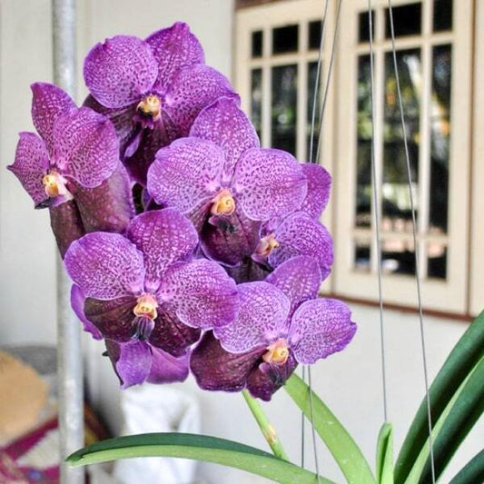 Vanda orchid V PUREWAX BLUE #98