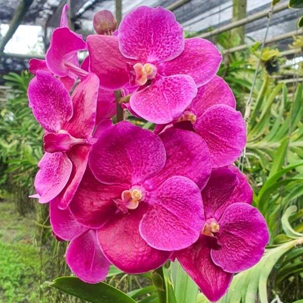 Vanda orchid V PUREWAX PINK