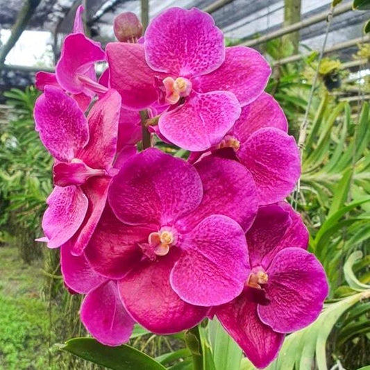 Vanda orchid V PUREWAX PINK