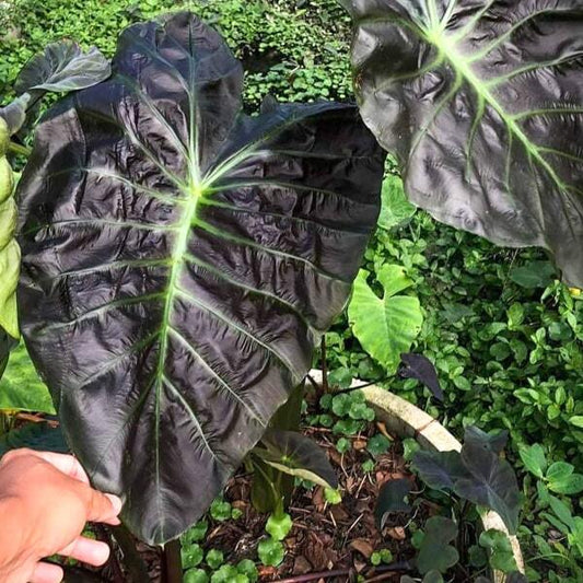 Colocasia PURPLE HAZE