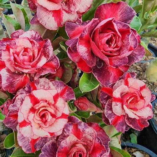 Adenium obesum PURPLE SEA