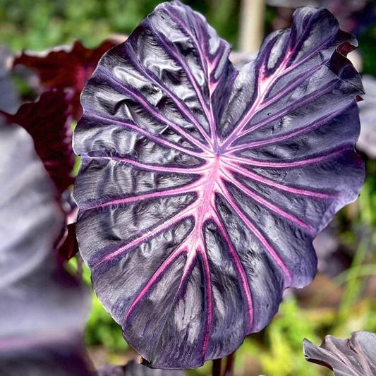 Colocasia PURPLE STAR