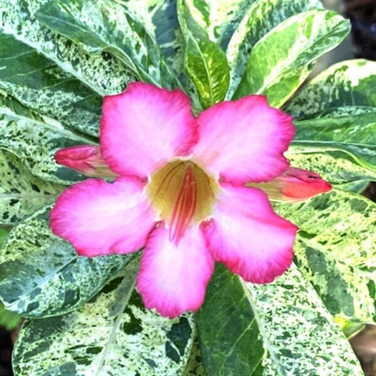 Adenium variegated QUEEN OF MARBLE