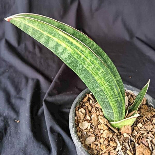 Sansevieria R1734 VAR