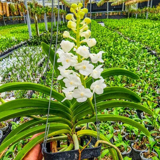 Rhynchostylis orchid RHY COELESTIS ALBA