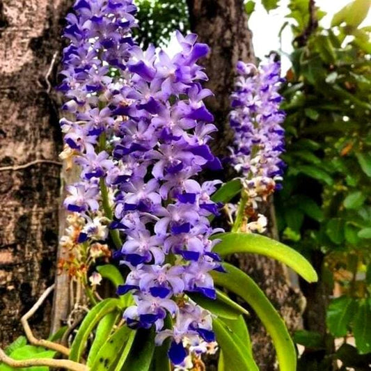 Rhynchostylis orchid RHY COELESTIS BLUE