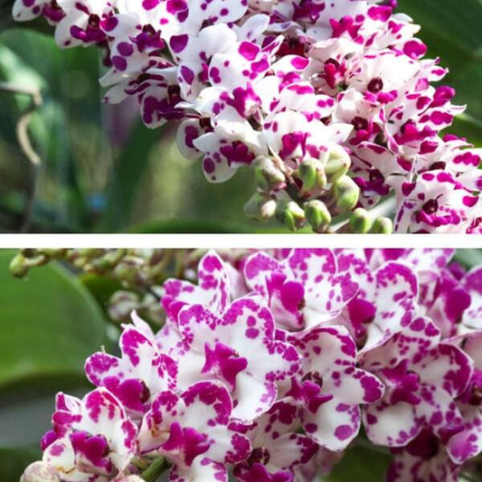 Rhynchostylis orchid RHY G.CARTOON X G.PLY