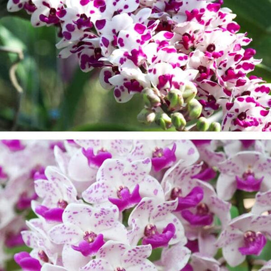 Rhynchostylis orchid RHY G.CARTOON X G.SPOTTED