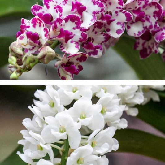 Rhynchostylis orchid RHY G.PLY X G.WHITE