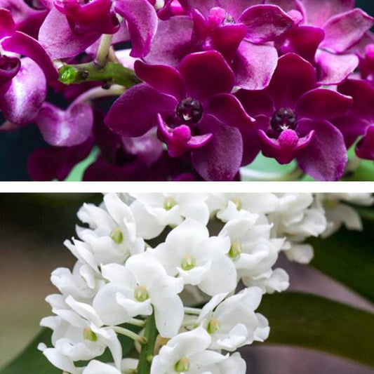 Rhynchostylis orchid RHY G.RED X G.WHITE