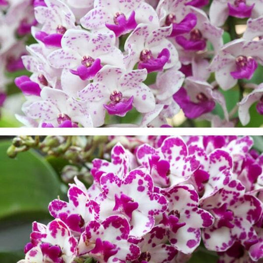 Rhynchostylis orchid RHY G.SPOTTED X G.PLY