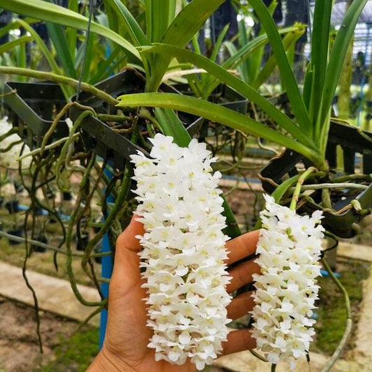 Rhynchostylis orchid RHY RETUSA ALBA