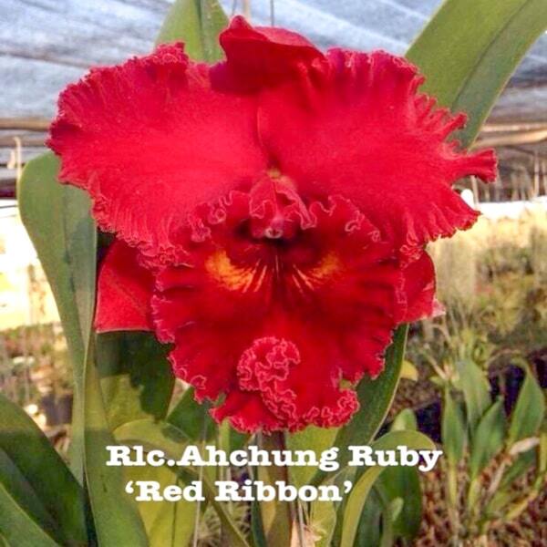 Rhyncholaeliocattleya orchid RLC. AHCHUNG RUBY 'RED RIBBON'