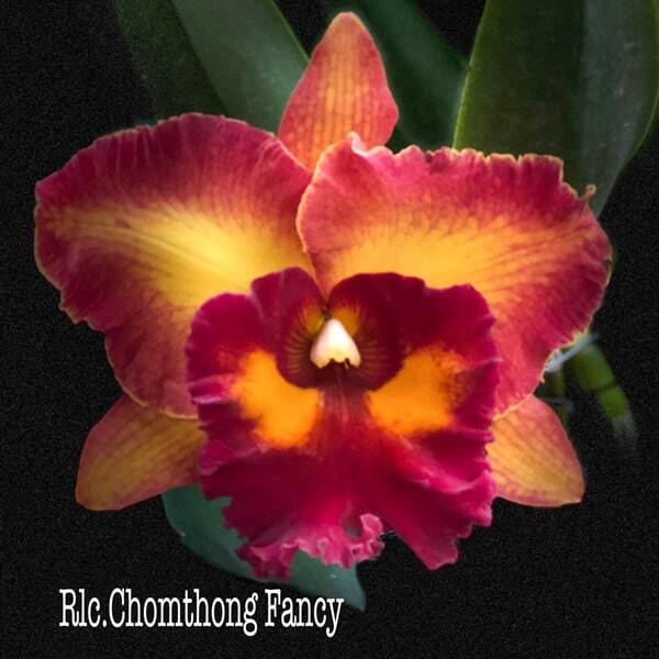 Rhyncholaeliocattleya orchid RLC. CHOMTHONG FANCY