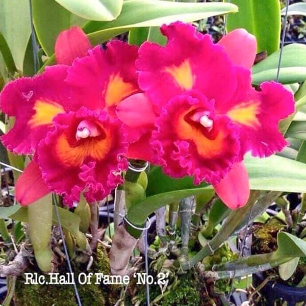 Rhyncholaeliocattleya orchid RLC. HALL OF FAME '#2'