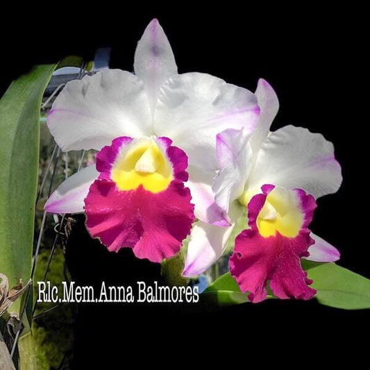 Rhyncholaeliocattleya orchid RLC. MEM. ANNA BALMORES