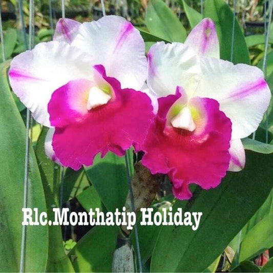 Rhyncholaeliocattleya orchid RLC. MONTHATIP HOLIDAY