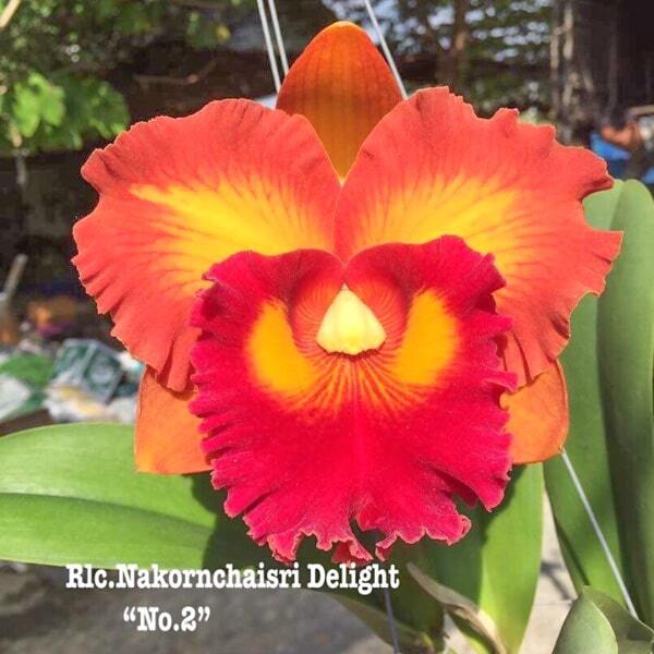 Rhyncholaeliocattleya orchid RLC. NAKORNCHAISRI DELIGHT '#2'