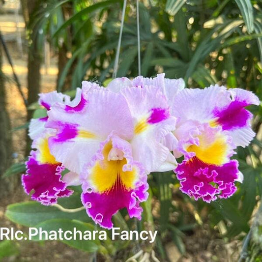 Rhyncholaeliocattleya orchid RLC. PHATCHARA FANCY