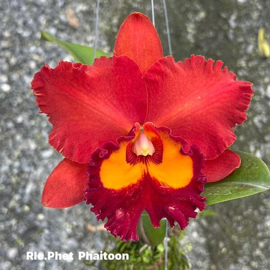 Rhyncholaeliocattleya orchid RLC. PHET PHAITOON