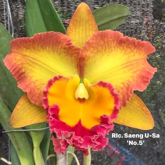 Rhyncholaeliocattleya orchid RLC. SAENG U-SA #5