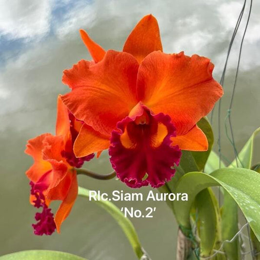 Rhyncholaeliocattleya orchid RLC. SIAM AURORA '#2'
