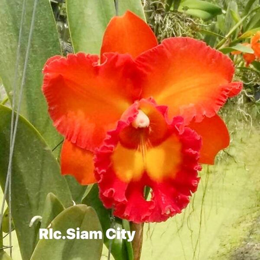 Rhyncholaeliocattleya orchid RLC. SIAM CITY