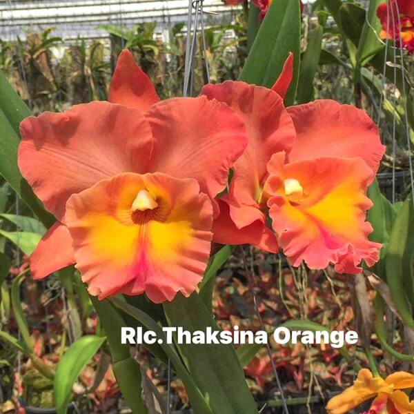 Rhyncholaeliocattleya orchid RLC. THAKSINA ORANGE