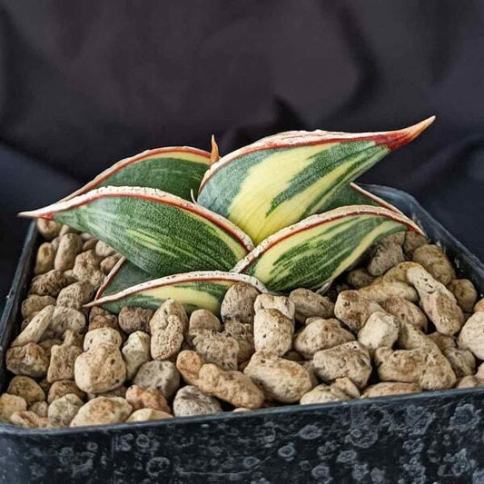Sansevieria RORIDA BLACK VAR