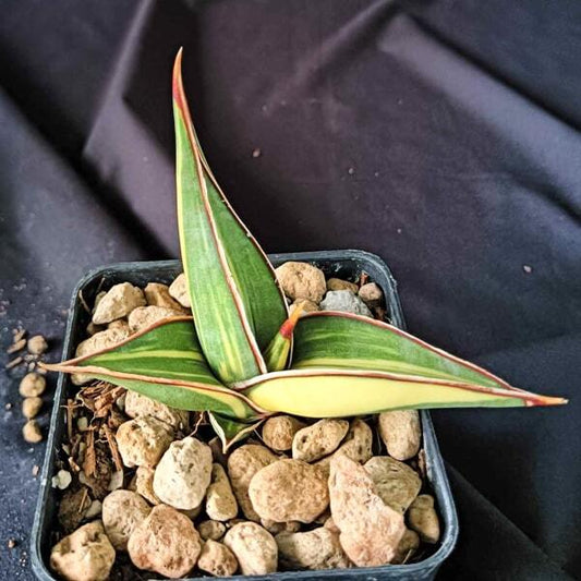Sansevieria RORIDA VAR