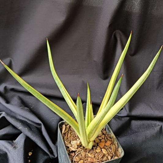 Sansevieria ROYAL CROWN VAR