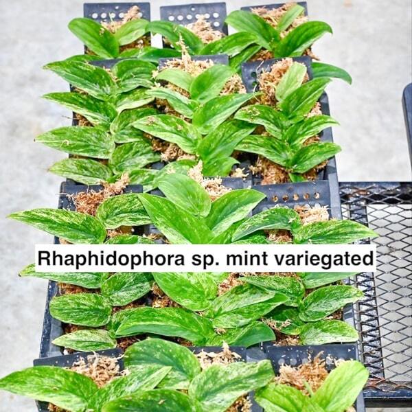 Rhaphidophora MINT VAR