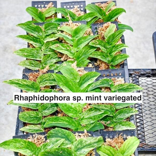 Rhaphidophora MINT VAR