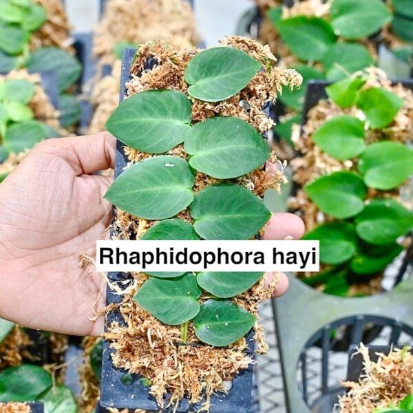 Rhaphidophora HAYI