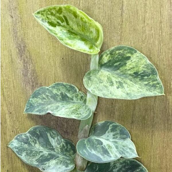 Rhaphidophora HAYI VAR N2 SILVER SPREAD