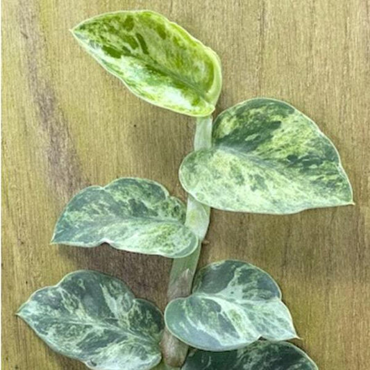 Rhaphidophora HAYI VAR N2 SILVER SPREAD