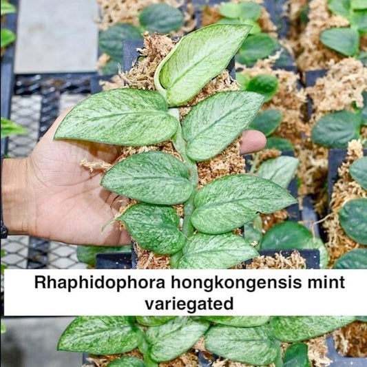 Rhaphidophora HONGKONGENSIS MINT