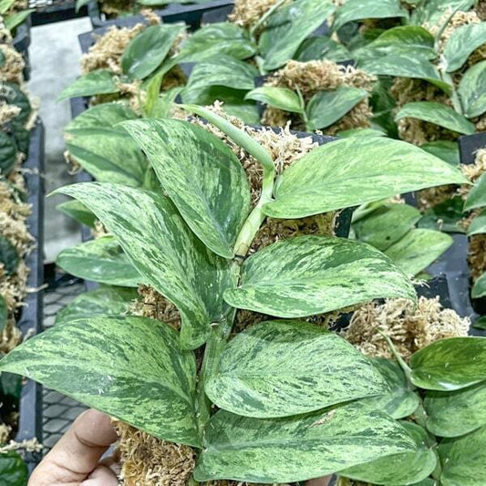 Rhaphidophora HONGKONGENSIS MARBLE VAR