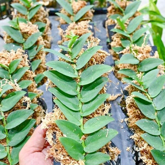 Rhaphidophora SILVER BLUE