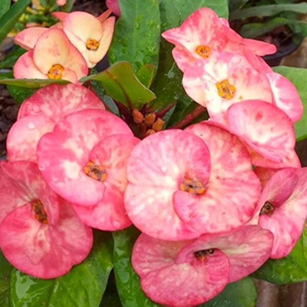 Euphorbia Milii RAB TAWAN