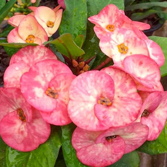 Euphorbia Milii RAB TAWAN