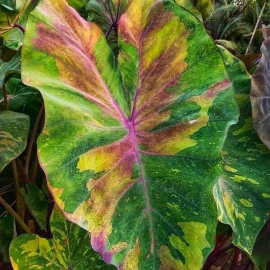 Colocasia RAINBOW
